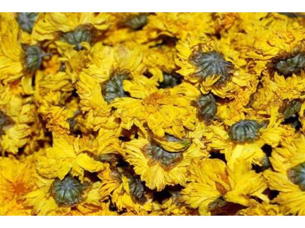 Drying equipment technology: The drying process of chrysanthemums